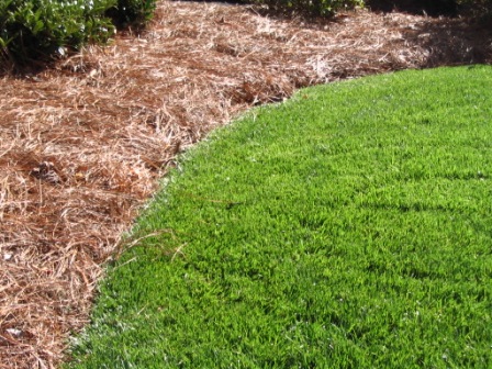 Landscape Edging for Plant Beds in NC | Diana Digs Dirt