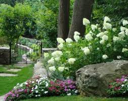  properties, Limelight Hydrangea is a must have in the landscape
